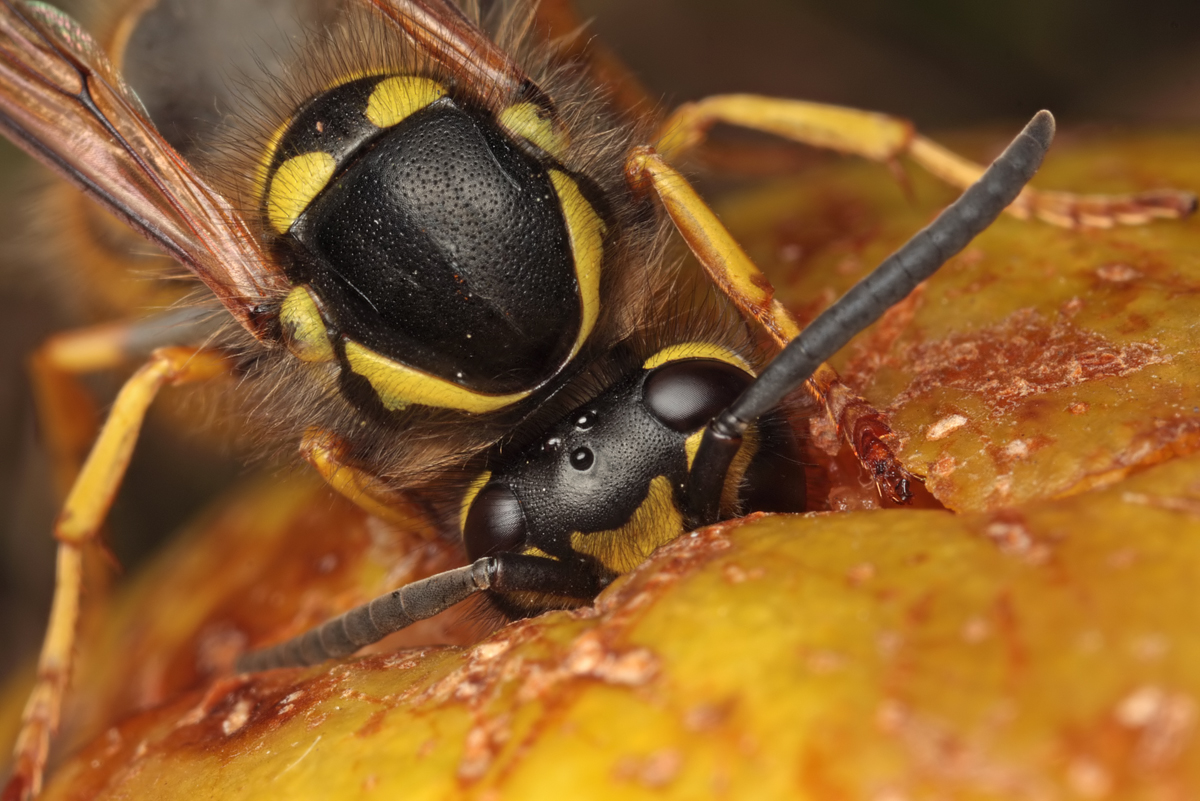 Wasp eating a windfall pear